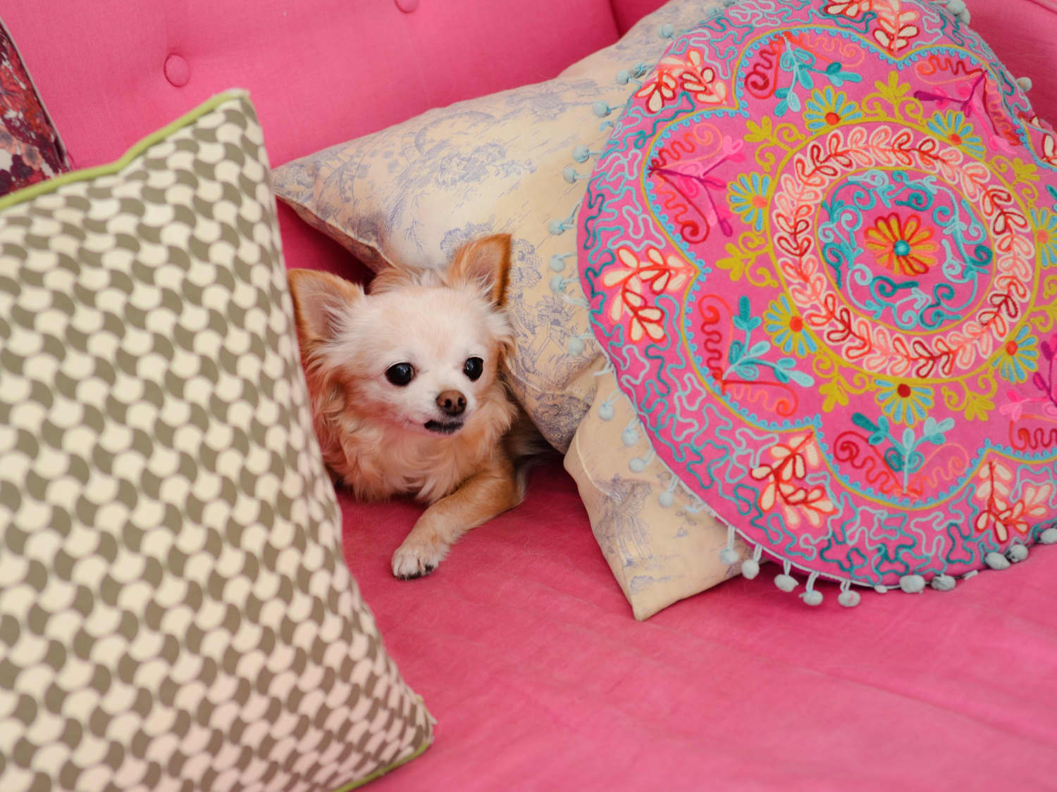 Pet shop by fringe studio dog bed clearance
